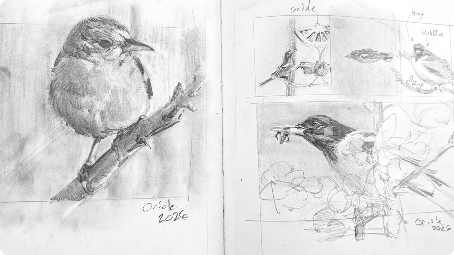 Pencil field sketchbook studies of an Oriole