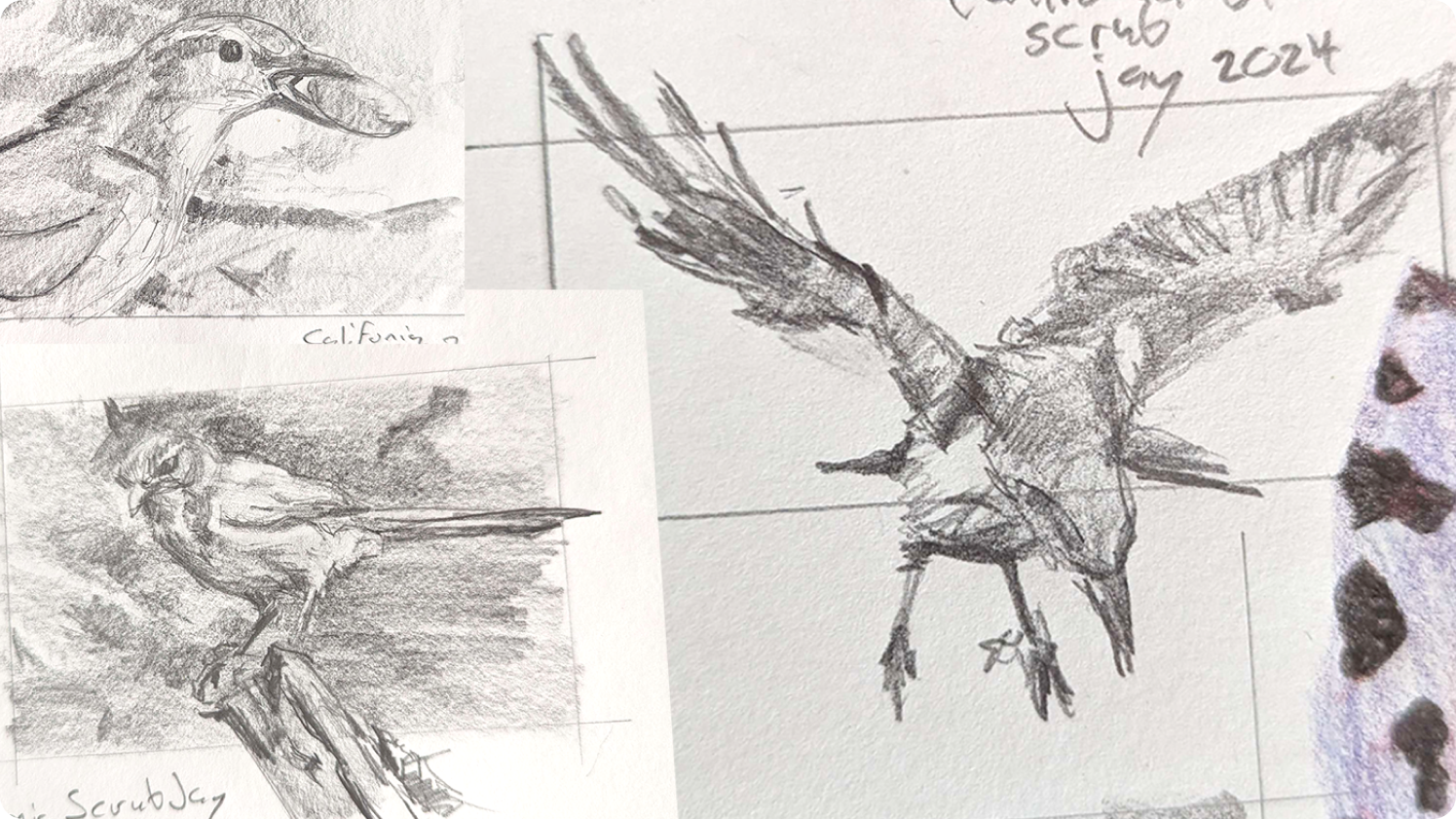 Pencil field sketches of a California Scrub Jay